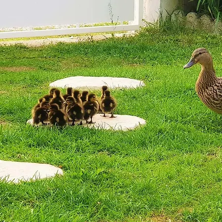 Beau Rivage Nogent-sur-Seine